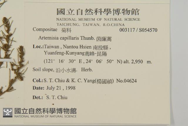 細葉山艾藏品圖，第2張