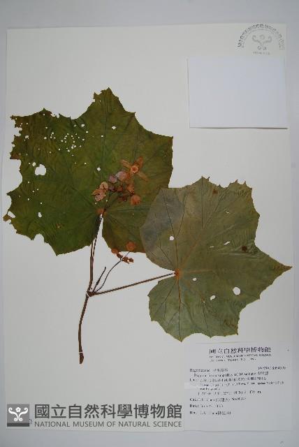 水鴨腳藏品圖，第1張