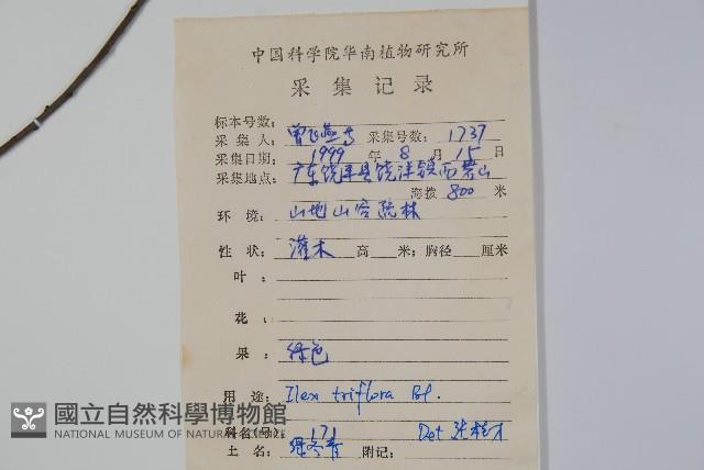 三花冬青藏品圖，第2張