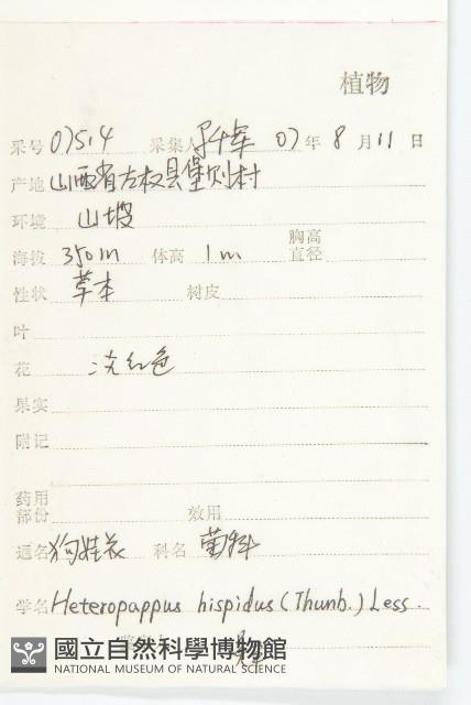 狗娃花藏品圖，第2張