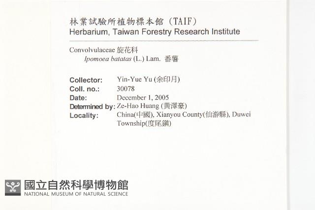 甘藷、地瓜藏品圖，第2張