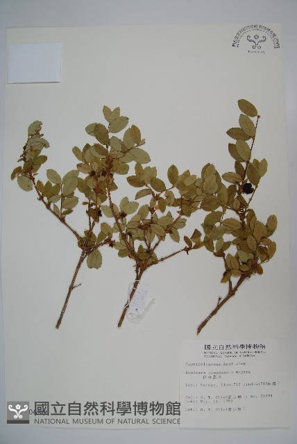 追分忍冬藏品圖，第1張