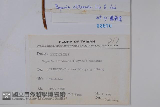 溪頭秋海棠藏品圖，第2張