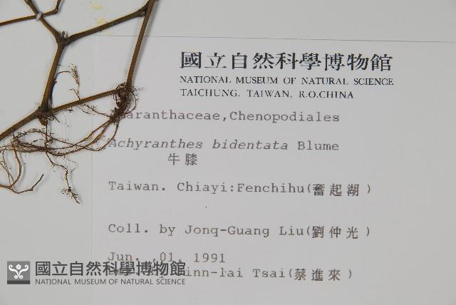 牛膝藏品圖，第2張