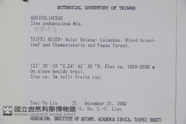 刻脈冬青藏品圖，第2張