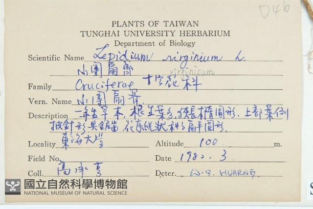 獨行菜藏品圖，第2張