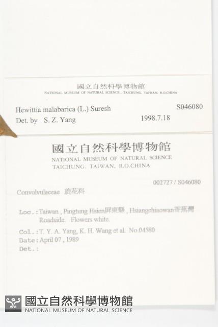 吊鐘藤藏品圖，第2張