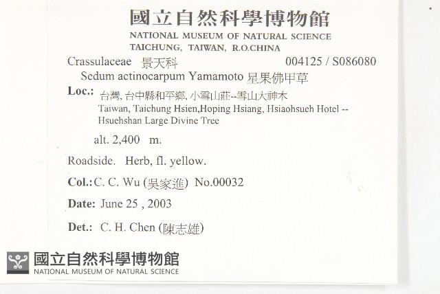 星果佛甲草藏品圖，第2張