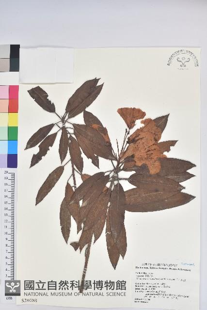 玉山杜鵑藏品圖，第1張