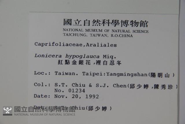 裡白忍冬、紅腺忍冬藏品圖，第2張