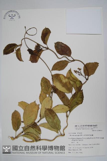 爬森藤藏品圖，第4張