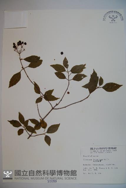 呂宋莢迷藏品圖，第1張