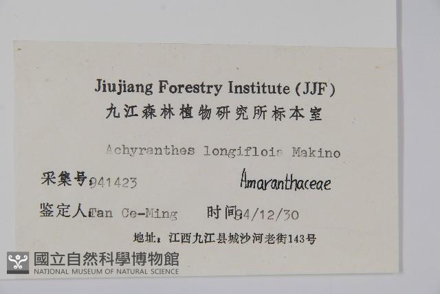 柳葉牛膝藏品圖，第2張