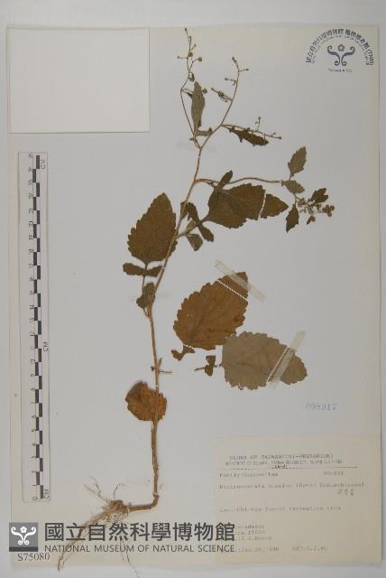 茯苓菜藏品圖，第2張