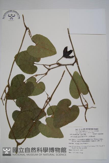 大葉馬兜鈴藏品圖，第1張