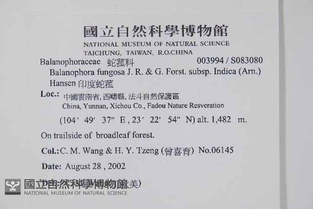 印度蛇菰藏品圖，第2張