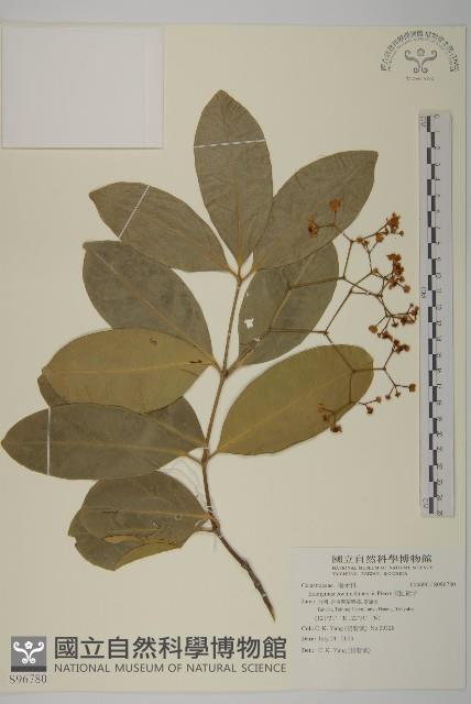 交趾衛矛藏品圖，第1張