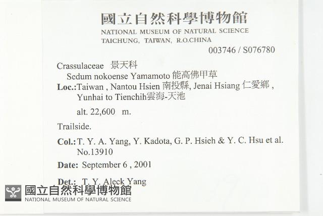 能高佛甲草藏品圖，第2張