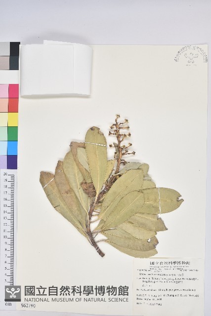 蘭嶼土沉香藏品圖，第1張