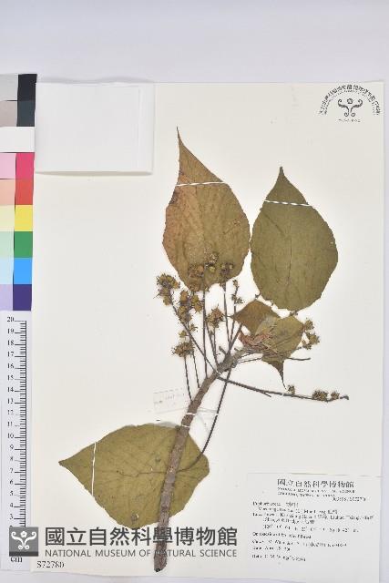 血桐藏品圖，第1張