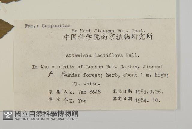 角菜、珍珠菜藏品圖，第2張