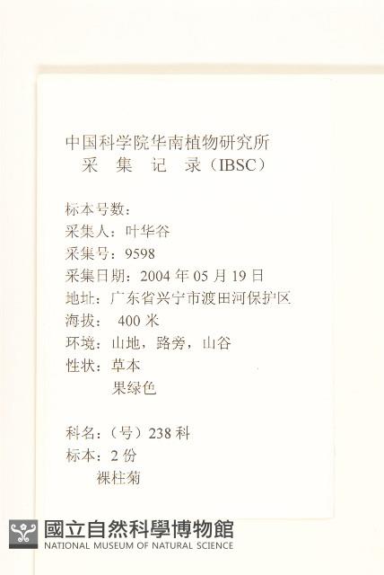 假吐金菊藏品圖，第2張