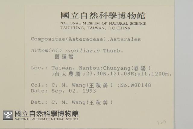 茵蔯蒿藏品圖，第2張