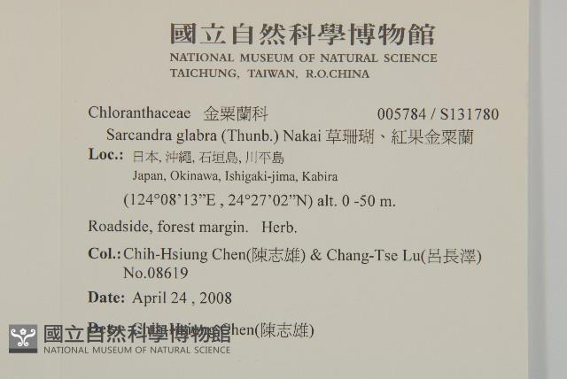 草珊瑚、紅果金粟蘭藏品圖，第2張