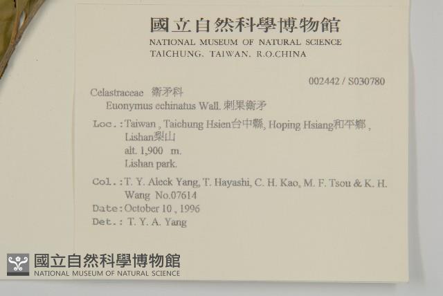 黃背越橘藏品圖，第2張