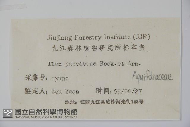 密毛假黃楊藏品圖，第2張