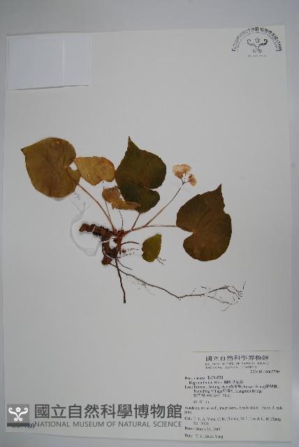 蘭嶼秋海棠藏品圖，第1張