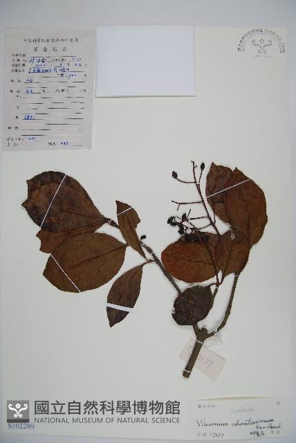 珊瑚樹藏品圖，第1張