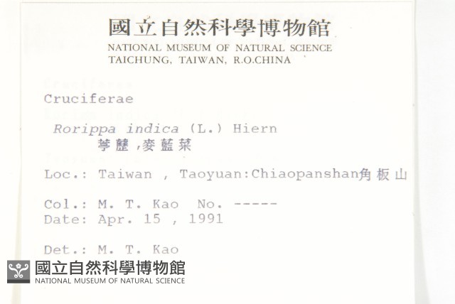 葶藶藏品圖，第2張