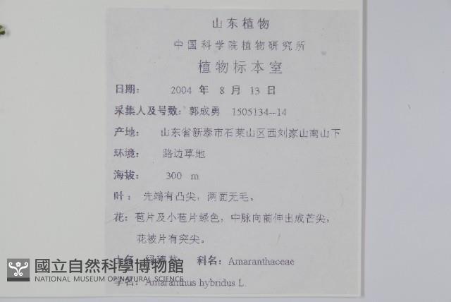 繁穗莧藏品圖，第2張