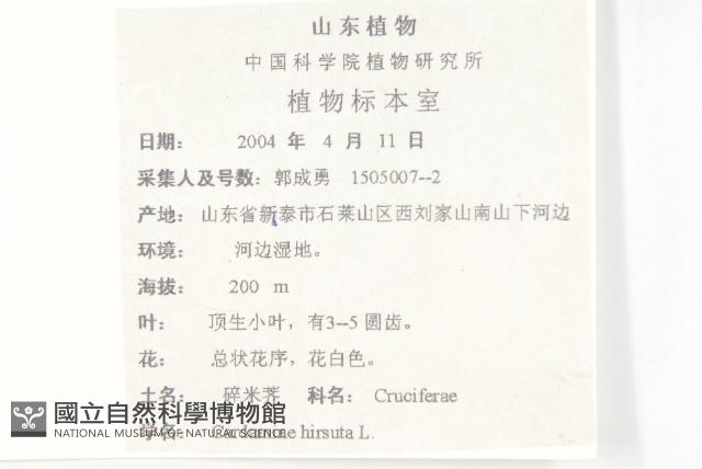 碎米薺藏品圖，第2張