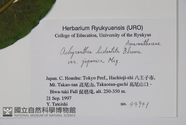 日本牛膝藏品圖，第2張