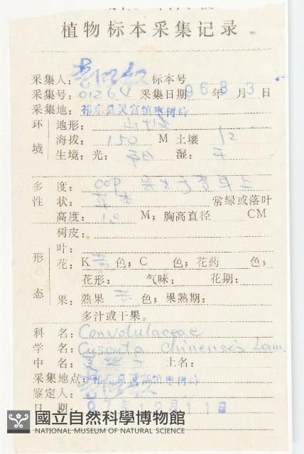 中國菟絲子藏品圖，第2張