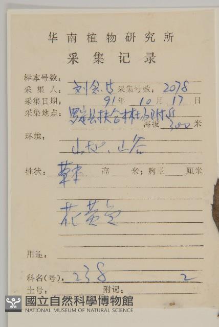 裂葉艾納香藏品圖，第2張