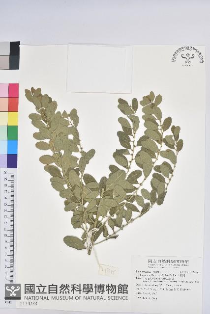 白飯樹藏品圖，第1張