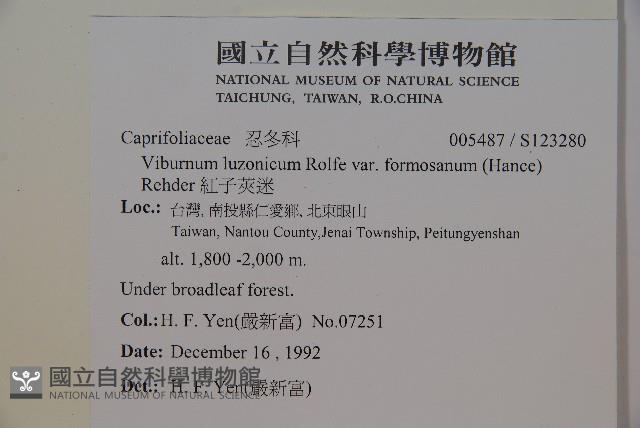 紅子莢迷藏品圖，第2張