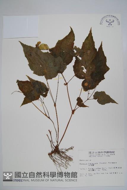 水鴨腳藏品圖，第1張