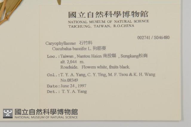 狗筋蔓藏品圖，第2張