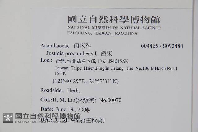 爵床藏品圖，第2張