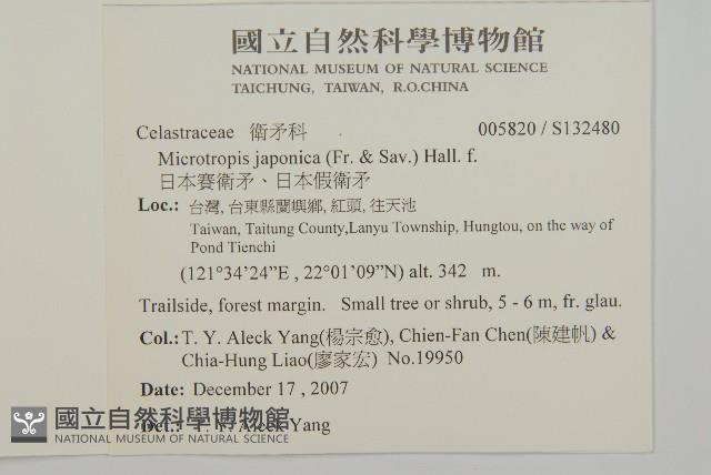 日本賽衛矛、日本假衛矛藏品圖，第2張