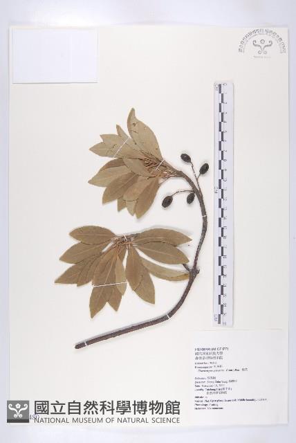 杜英、山杜英、蘭嶼杜英藏品圖，第1張