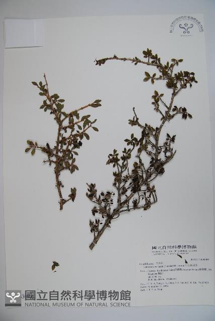 川上氏忍冬藏品圖，第1張