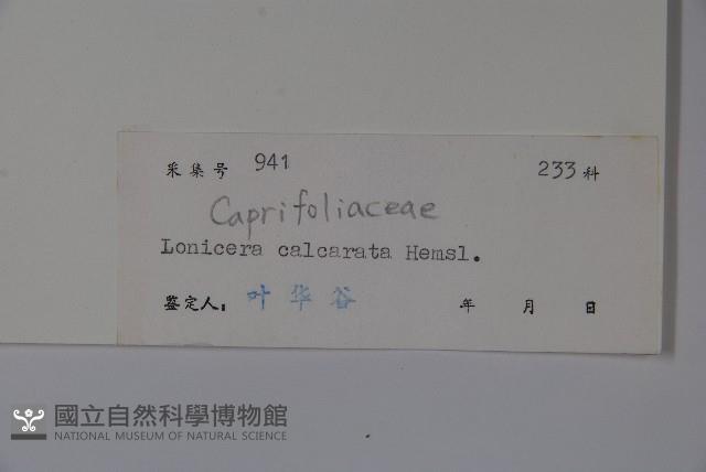 距花忍冬藏品圖，第2張