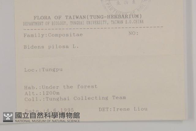 白花鬼針藏品圖，第2張