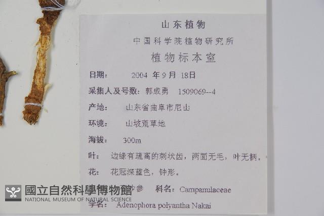 石沙參藏品圖，第2張