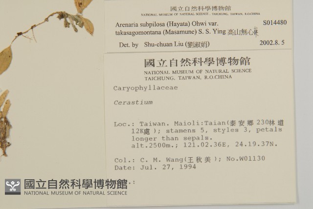 高山無心菜藏品圖，第2張
